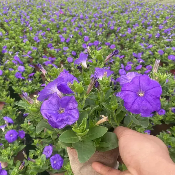 基地供应矮牵牛苗 时令草花开花地被 花色丰富花期长 花坛盆花工程苗