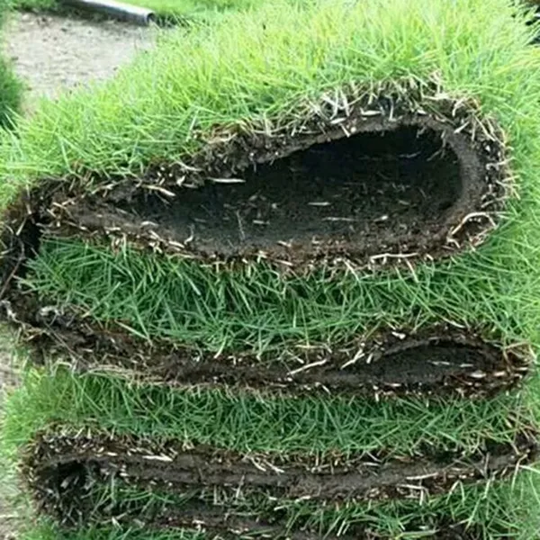 马尼拉草坪 福建漳州草坪种类及价格出售价格 哪家强