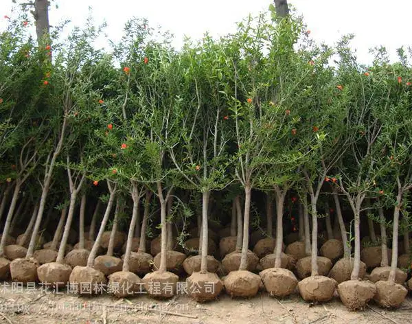 樱花苗子 樱花树 优质工程苗子樱花 绿化工程苗各种规格樱花