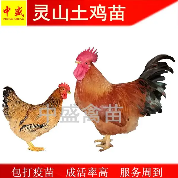2020年今日广西桂香土鸡苗价格|红玉灵山土鸡批发包邮|土鸡苗批发市场
