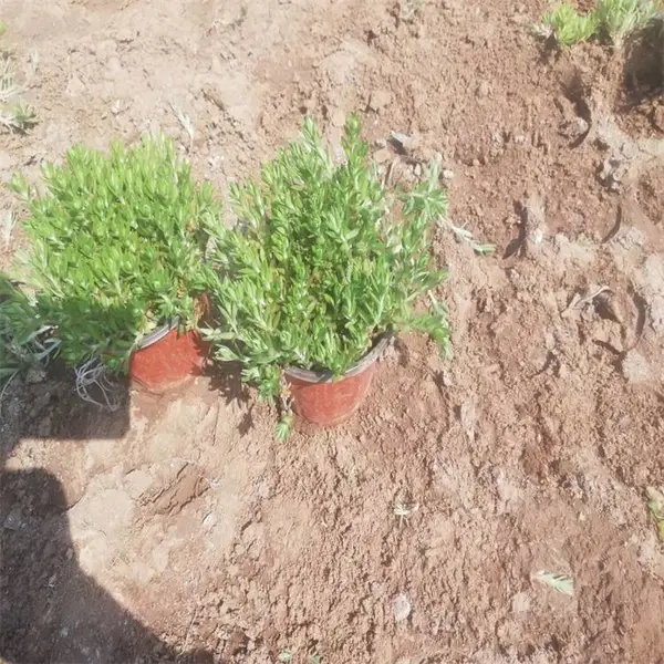 护坡屋顶绿化植物 屋顶绿化垂盆草 湿地绿化 兴东花卉