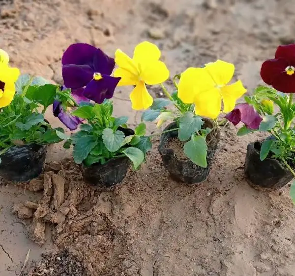 连云港青州草花基地厂家直销,青州草花批发