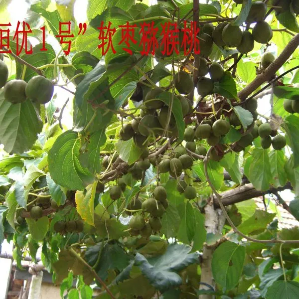 软枣猕猴桃生产基地、软枣子批发、东北大软枣子