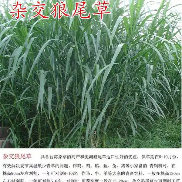 西藏那曲常青草种草籽专卖批发边坡草种草种籽