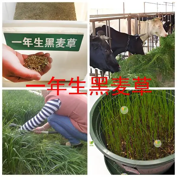甜高粱种子价格|甜高粱种子多少钱一斤|哪里有甜高粱种子