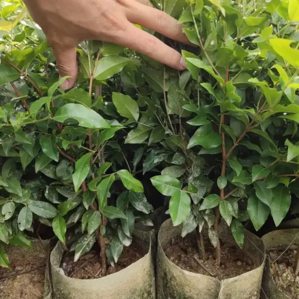 四季嘉宝果 树葡萄树苗 景区园林观赏种植规格齐全冠幅饱满