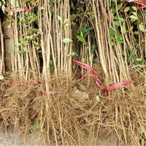 山东花椒苗 花椒小苗价格 大红袍花椒苗九叶青花椒苗