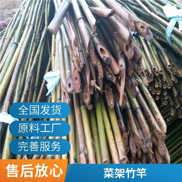竹竿棚搭建 豆角冬瓜蔬菜搭架细竹杆葡萄爬藤架 按需定制