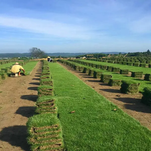 马尼拉草皮 湖北仙桃足球场用的草地***格 价格实惠