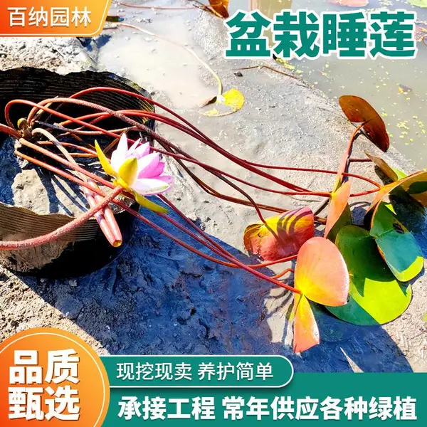 睡莲苗 盆栽睡莲 盆栽睡莲成品苗 供应盆栽睡莲 专业睡莲种植团队