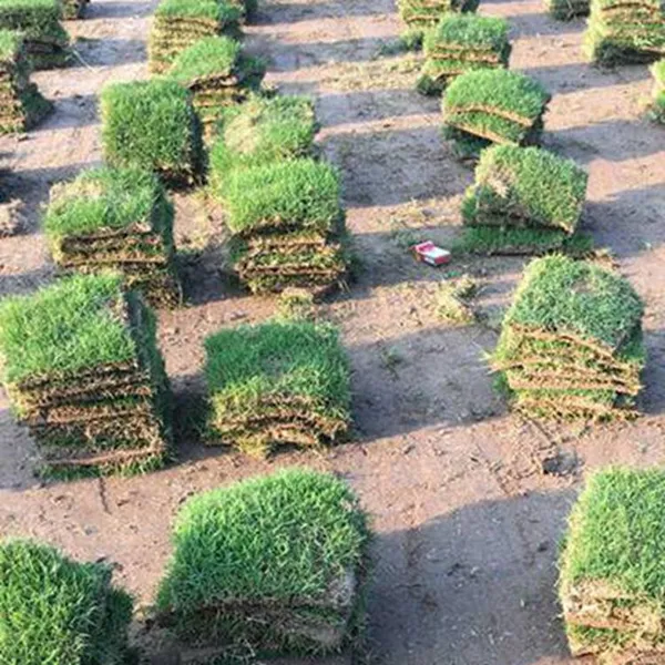 马尼拉草坪 广东云浮生态旅游景点绿化用的四季青草坪出售价格 优质服务
