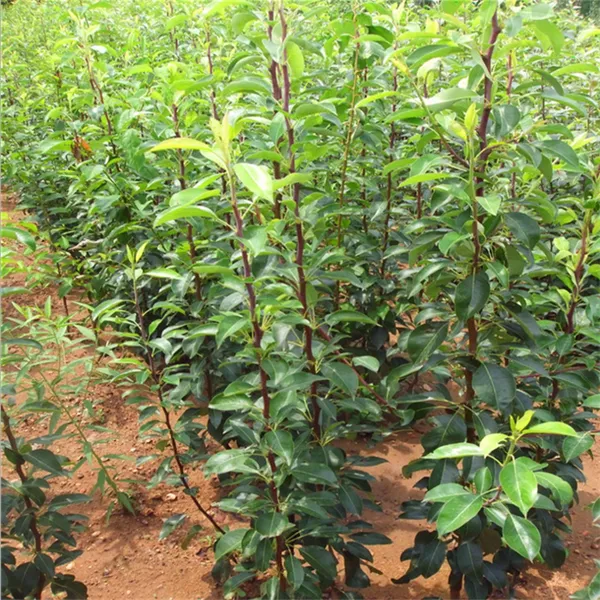 �ֻ������������� ���������� �ƽ������� ����ʵ����۸�