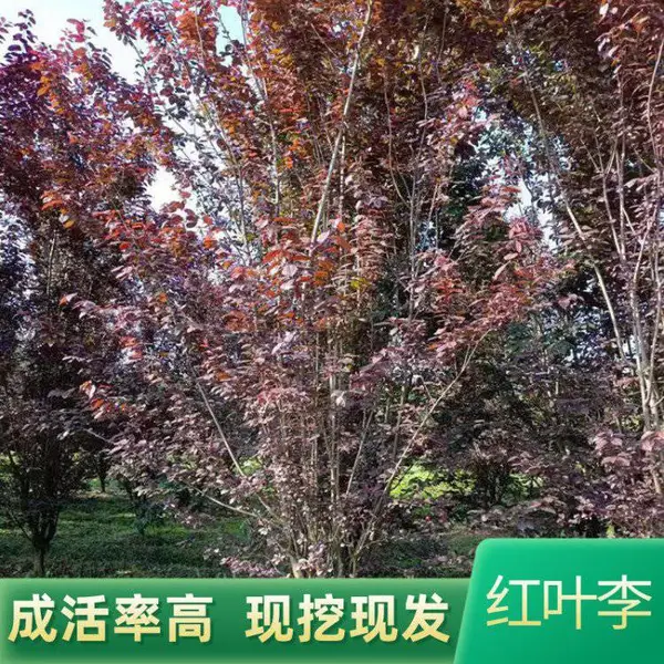 苗圃批发紫叶李 红叶李苗子 园林道路行道树 绿化苗