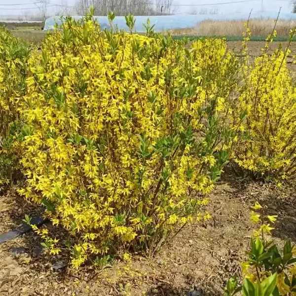 丛生连翘工程苗高度80- 120cm 分枝密集花量繁茂 庭院景观绿化苗