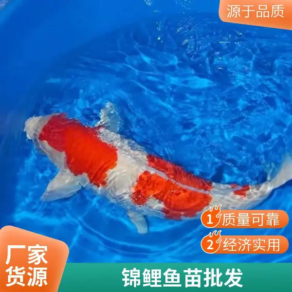 山东潍坊本地观赏鱼苗锦鲤鱼苗养殖场 20年老场 锦鲤水花苗 多规格