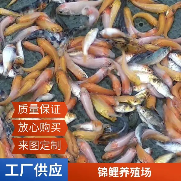 鱼塘放养锦鲤苗 山东潍坊本地观赏鱼苗锦鲤鱼苗养殖场 5-8cm 无病