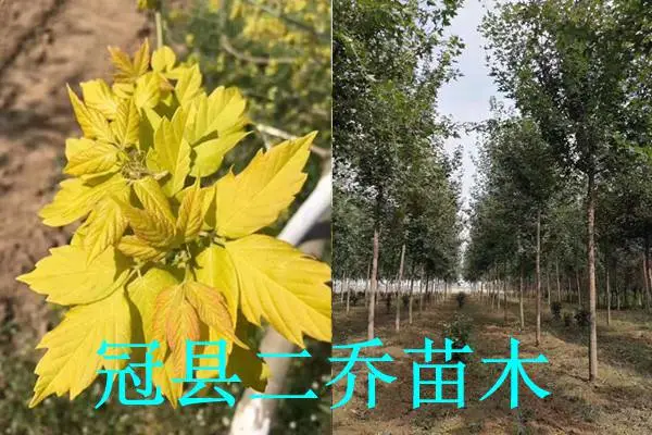 山东二乔苗木基地供应8公分金叶复叶槭基地