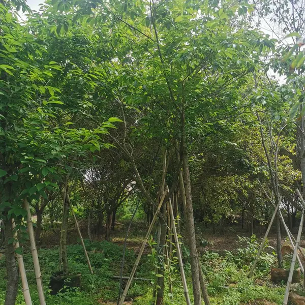 精品全冠李子袋苗 移植全冠李子规格多杆移植全冠李子原产地农户直销容器苗全冠精品移植全冠李子养护