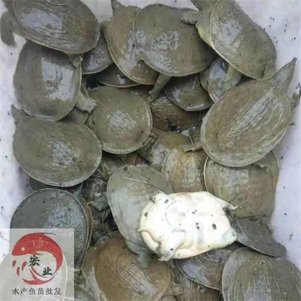 ***���糡_�糡���������_����������