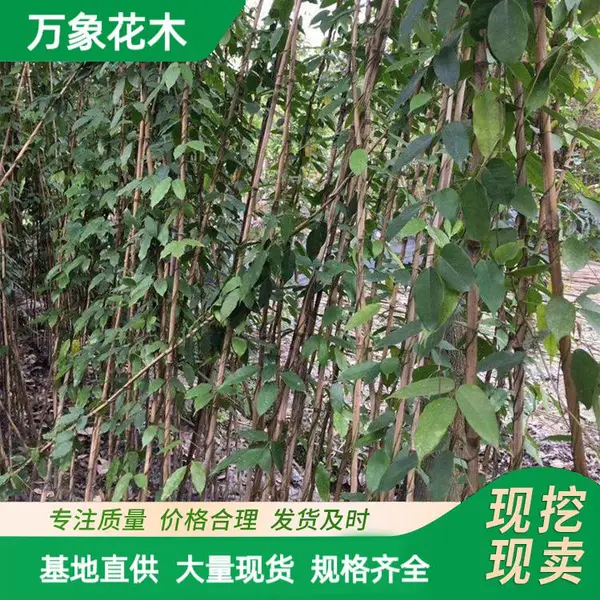 源头批发油麻藤苗四季常青藤墙体绿化爬墙植物规格齐全