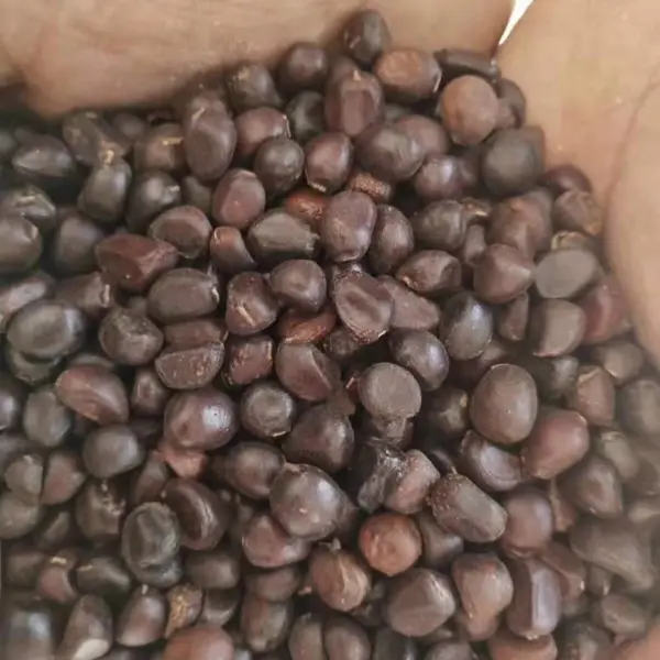 赤芍种子货源充足