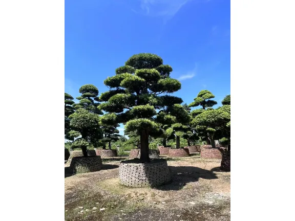 罗湖区田园罗汉松 深圳市宝安区罗汉松园供应