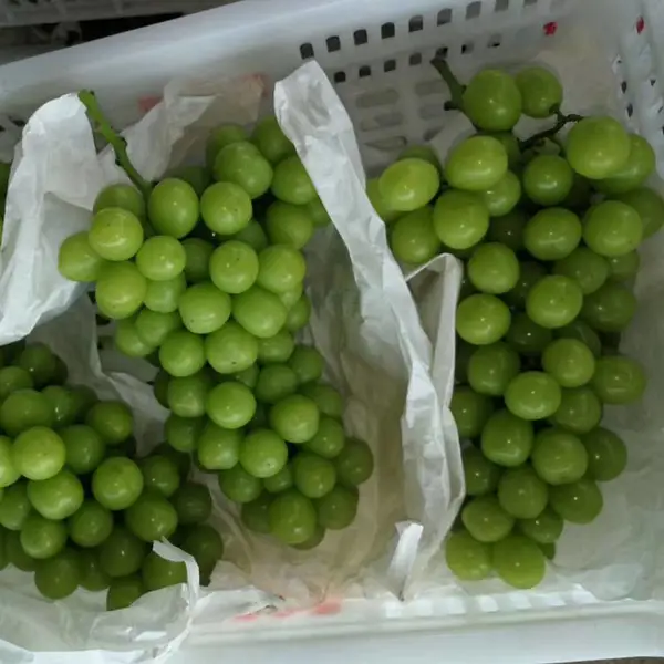 惠农苗木 新品种嫁接葡萄苗 阳光玫瑰葡萄苗种植技术