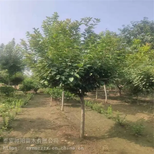 ӣ���� ��ֲ���� 80����ӣ���� ���������� ���ͻ���