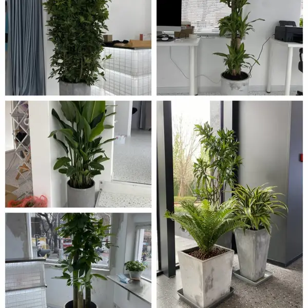 天津开业鲜花配送 开业绿植销售配送 天津开业鲜花绿植销售配送服务 室内绿植租赁租摆服务