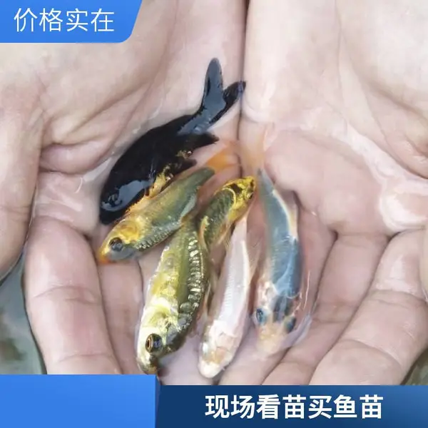 山东泰安本地观赏鱼苗锦鲤鱼苗养殖场 提供全规格锦鲤苗 品种纯正