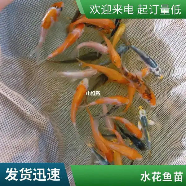 锦鲤鱼苗就选日照本地观赏鱼苗养殖场 自产自销 密度适应强