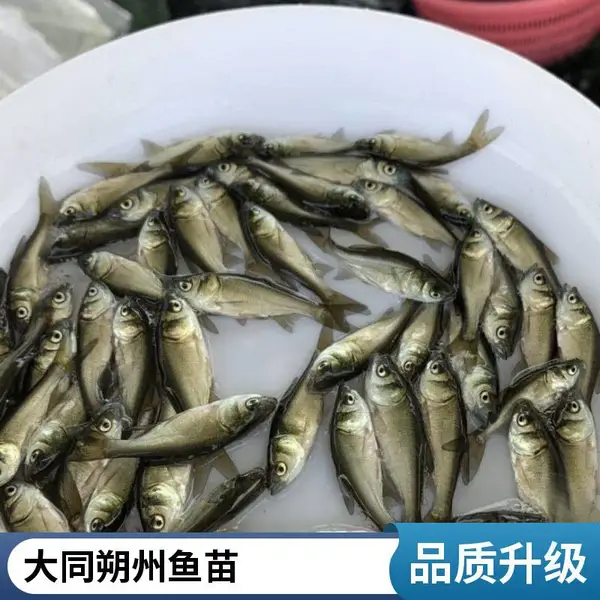 山西大同朔州黑鱼苗泥鳅鱼鱼苗养殖场 专注水产养殖 支持随时看货