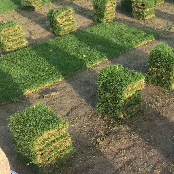 马尼拉草皮 湖北十堰校园操场绿化用的矮生百慕大草坪***格 在哪里卖