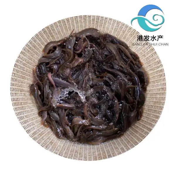 批发本地塘鲺鱼苗【港发水产】抚州南丰县塘鲺鱼苗生长快 鱼苗批发成活率高