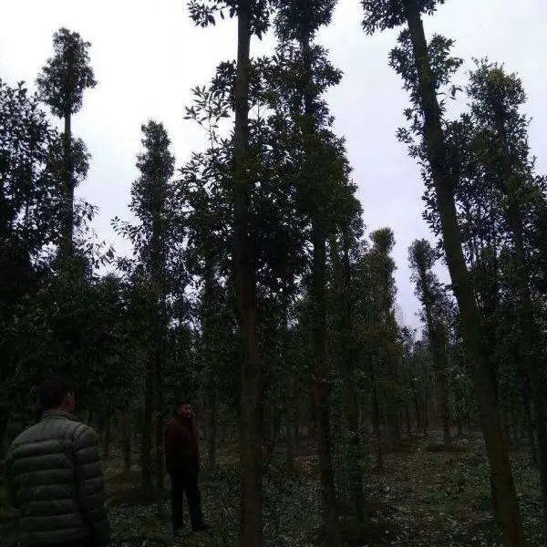 四川小叶桢楠基地 我要买小叶桢楠 小叶桢楠工程苗