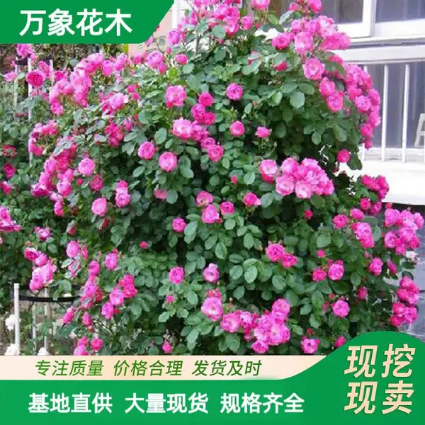 �໨�޴�Ǿޱ �д� ���� �ٱ��¼�������ֲ�� ǽ������ۻ��̻�