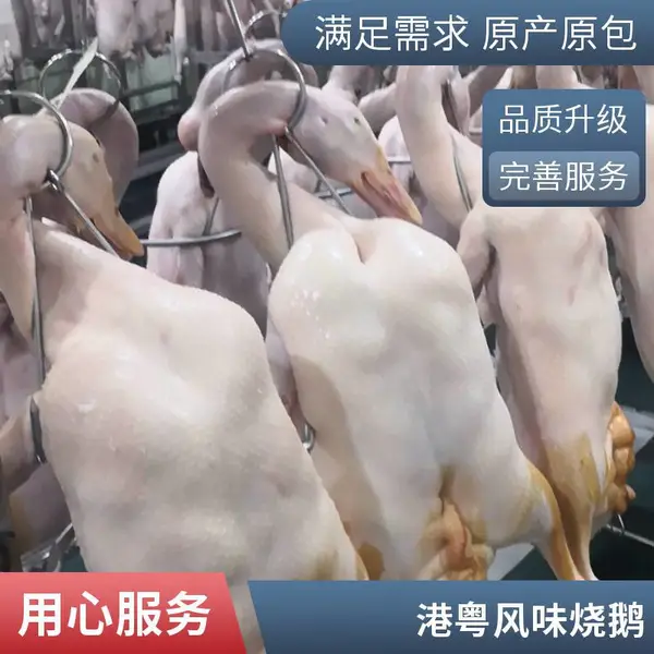 一手三鸟黑棕鹅 酒店酒楼用 肌纤维细密 烹饪方法多 营 养美味