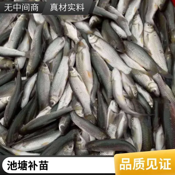 草鱼苗鲤鱼鱼苗批发山东泰安本地养殖场直供8-10cm大水面放养