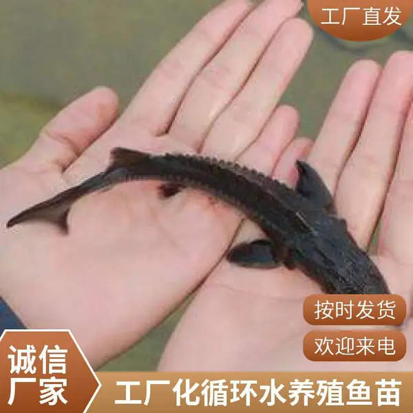 山西大同朔州鲈鱼苗鲟鱼鱼苗养殖场 常年出售鱼苗 抗应激 5-8cm