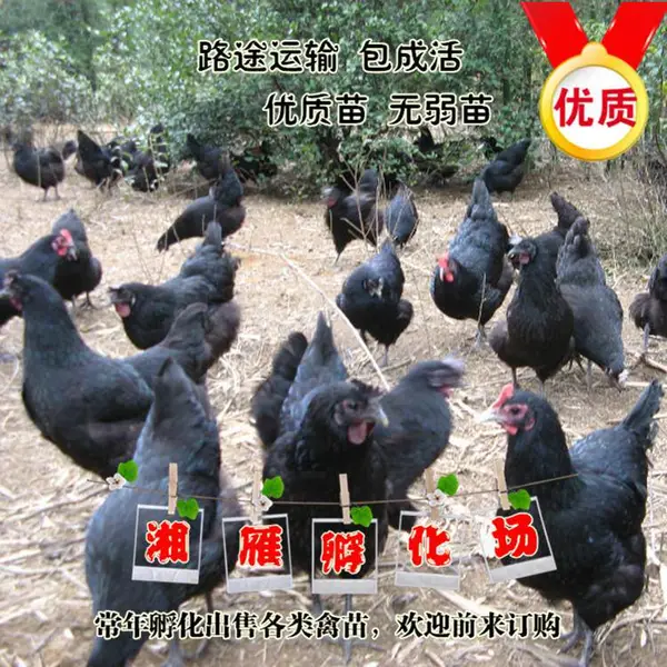 脱温鸡苗半斤鸡苗青年鸡仔架子鸡