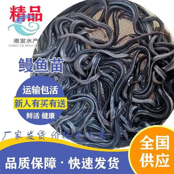 鳗鱼苗*** 安徽颖上县鱼苗 *** 合理 鳗鱼苗批发