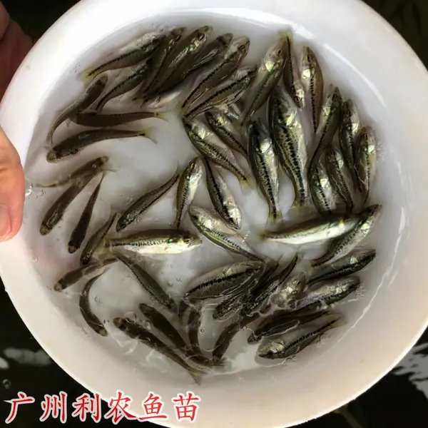 加州鲈鱼水花苗批发 鲈鱼寸苗出售 驯化吃饲料 成活***
