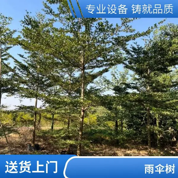 小叶榄仁树8-10公分容器苗易成活行道树庭院别墅绿化