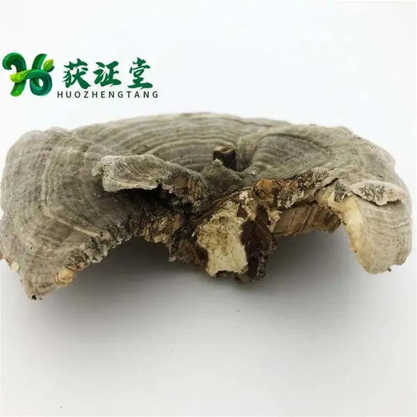 野生桦褶孔菌泡酒泡茶大朵革褶菌灵芝包邮秒发