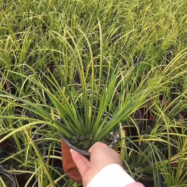 基地供应金边石菖蒲 花镜花坛栽植工程苗 花带道路两侧配植绿化苗