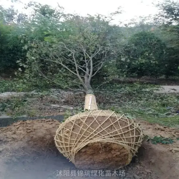 20公分榉树 市政地产高端绿化 别墅公园景观树 树形优美 秋色出彩
