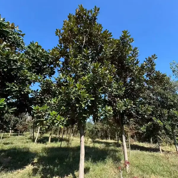 山东聊城阳谷县白玉兰种植基地批发供应,8公分红玉兰树苗厂家装车价格,玉兰产地供应商报价
