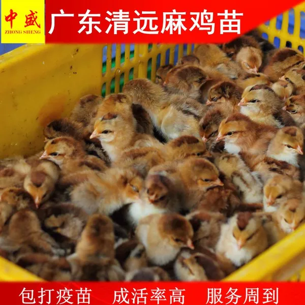 �㶫��Զ�ߵؼ���۸����Ǯһֻ-��Զ�鼦��������������ֳ����ָ��