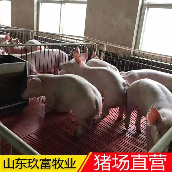 外三元猪苗 内外三元猪苗繁育基地