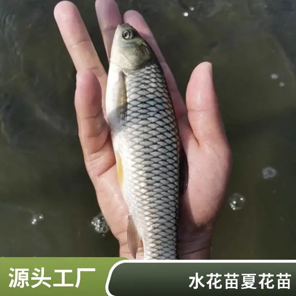 山东菏泽本地鱼苗养殖场 草鱼苗鲤鱼鱼苗 隔年春片鱼种 体质壮